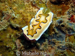 An interesting nudibranch which likes to flap its mantle ... by Michelle Ng 